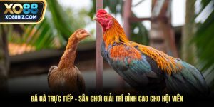 Đá gà trực tiếp