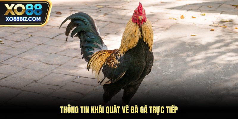 Thông tin khái quát về đá gà trực tiếp